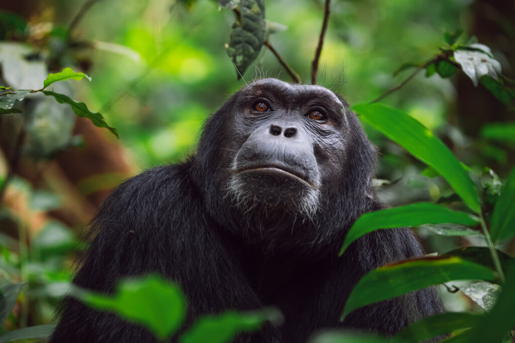 3 Days Chimpanzee Trekking & Canopy Walk Safari