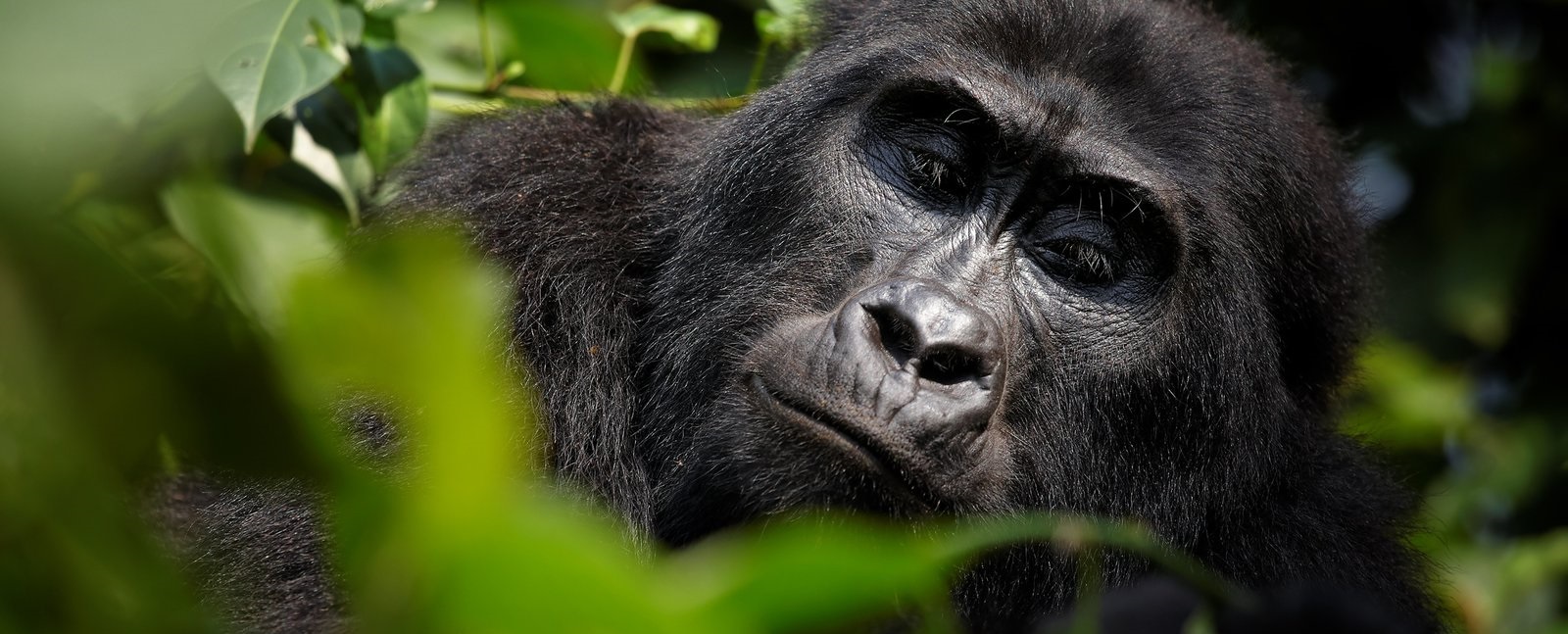 3 Days Congo Lowland Gorilla Trekking Safari