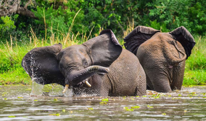 Murchison Falls National Park