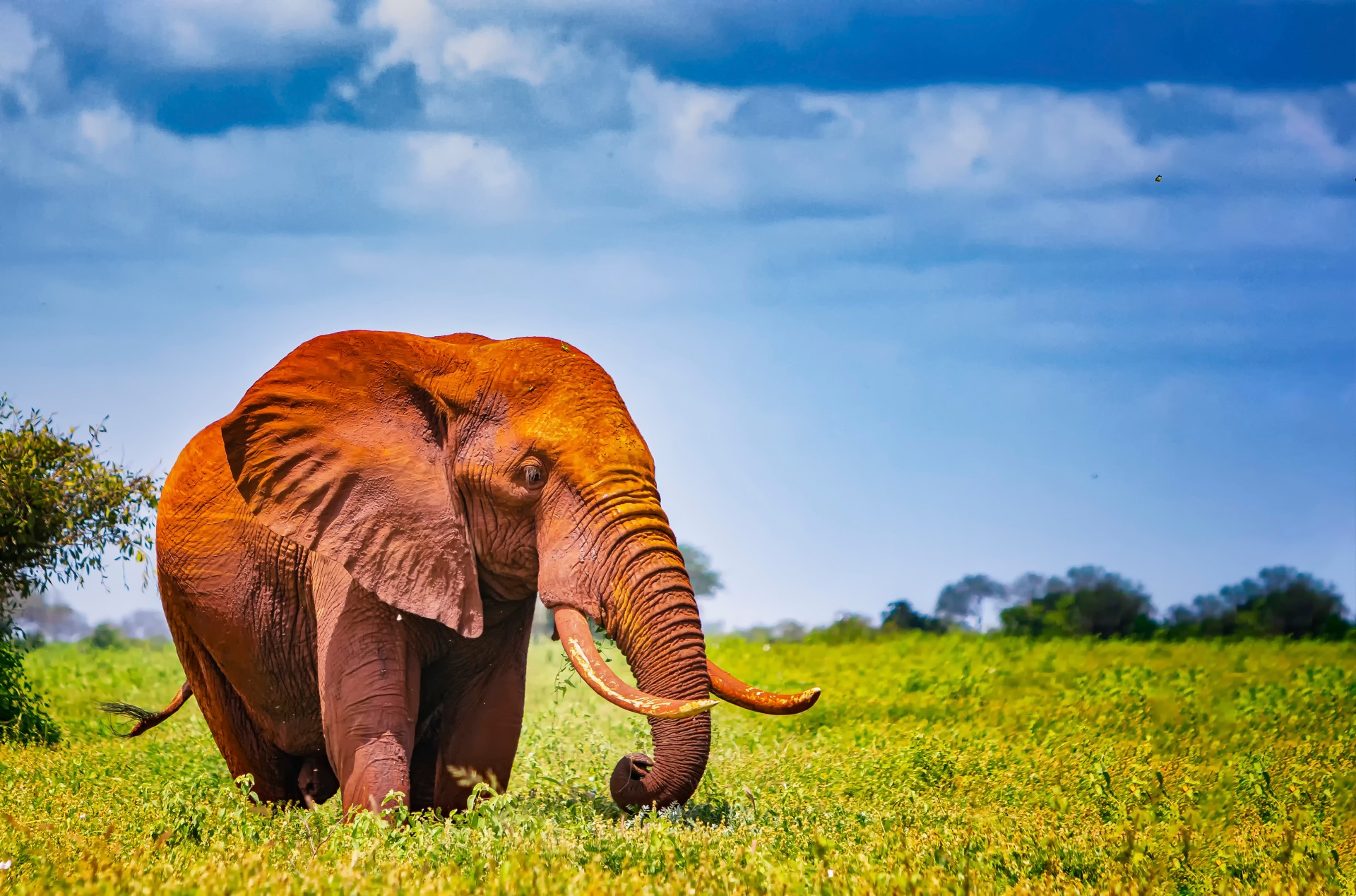 9 Days Authentic Kenya Honeymoon Safari