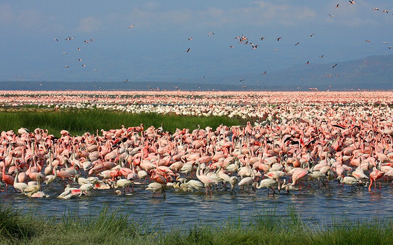Flamingo Birds in Lake Nakuru