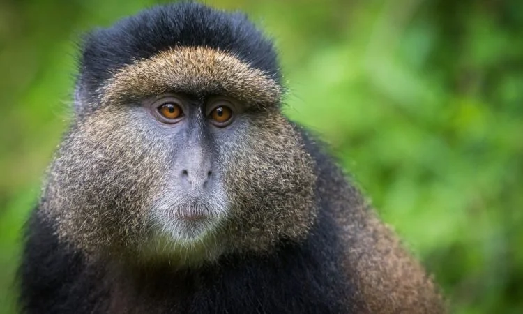 11 Days Uganda Gorillas, Chimps & Shoebill Photography Safari