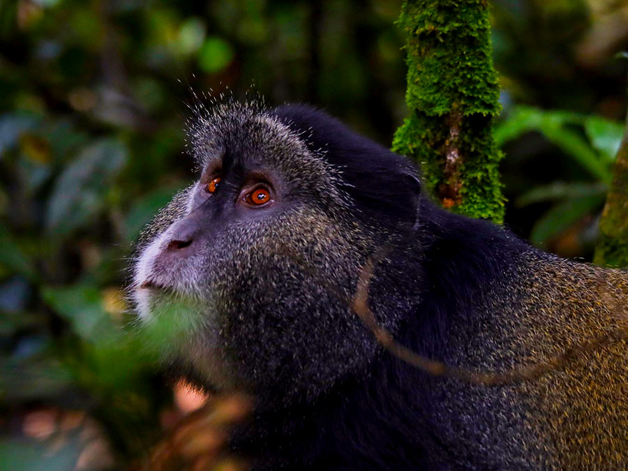 13 days Uganda & Rwanda Primate & Big 5 Wildlife Adventure Safari