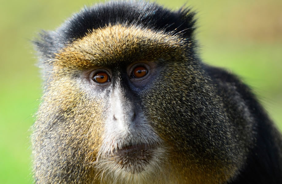 14 Days Discover Ultimate Uganda Safari by Nyumbu Beyond SafarisUganda Is Named The ‘Pearl of Africa’ For Good Reason. Gorillas, Chimpanzees, Tree Climbing Lions, The Nile River, 5,000 Meter Mountains, Lakes, Forests, Big 5, Volcanoes