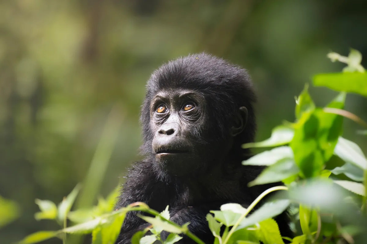 How Difficult is Gorilla trekking in Uganda?