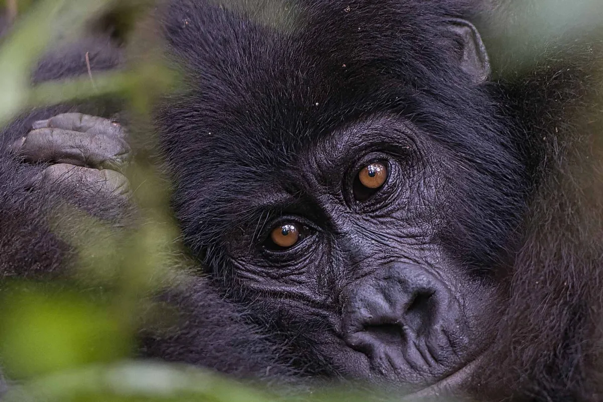 Bwindi Impenetrable Forest National Park