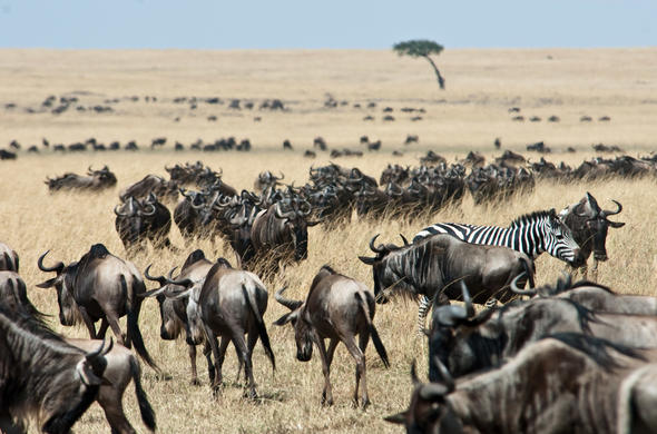 11 Days Magical Kenya Wildlife & Cultural Adventure
