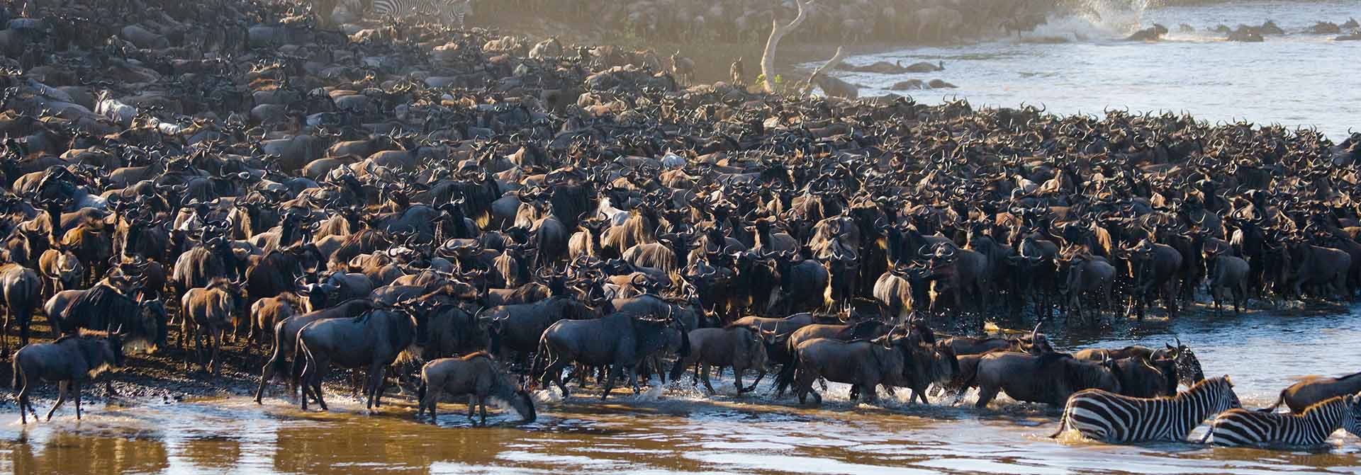 10 Days Exclusive Migration River Crossing Safari