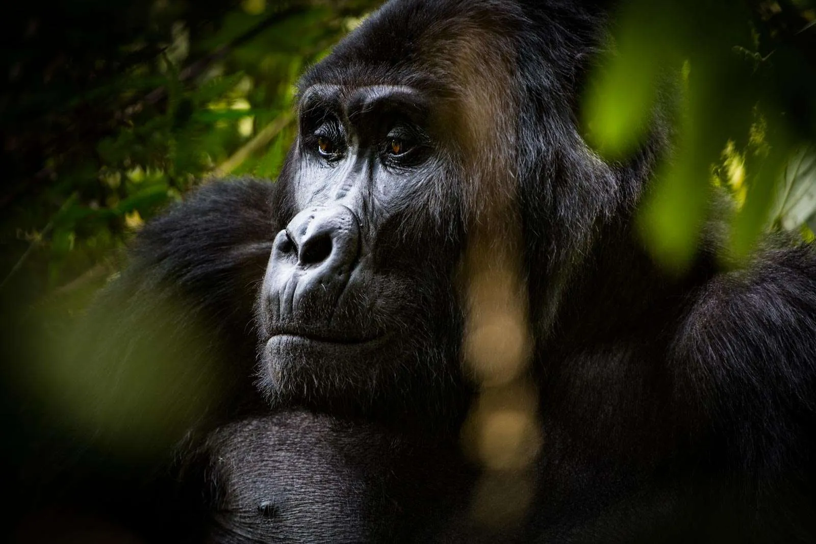 8 Days Uganda Honeymoon Safari