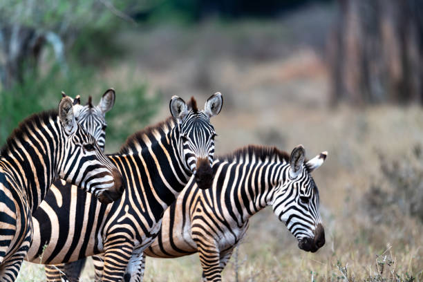 Tsavo National Park