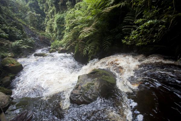 7 Days Rwanda Primate & Wildlife Safari