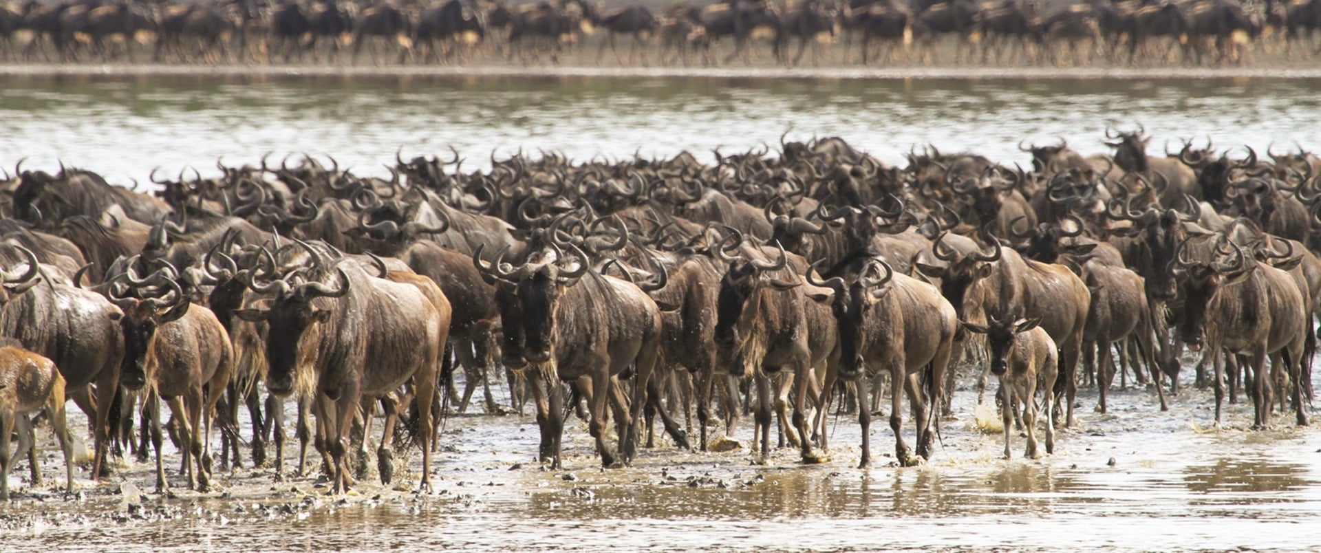 7 Days Tanzania Wildebeest Migration Journey