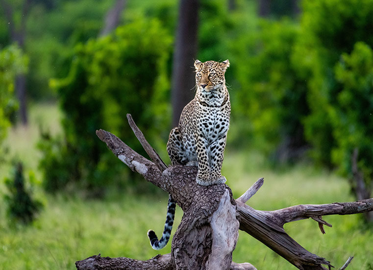 4 Days Highlights Of Kenya
