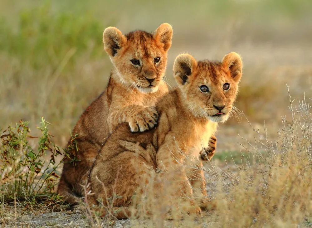 7 Days the Best of Tanzania