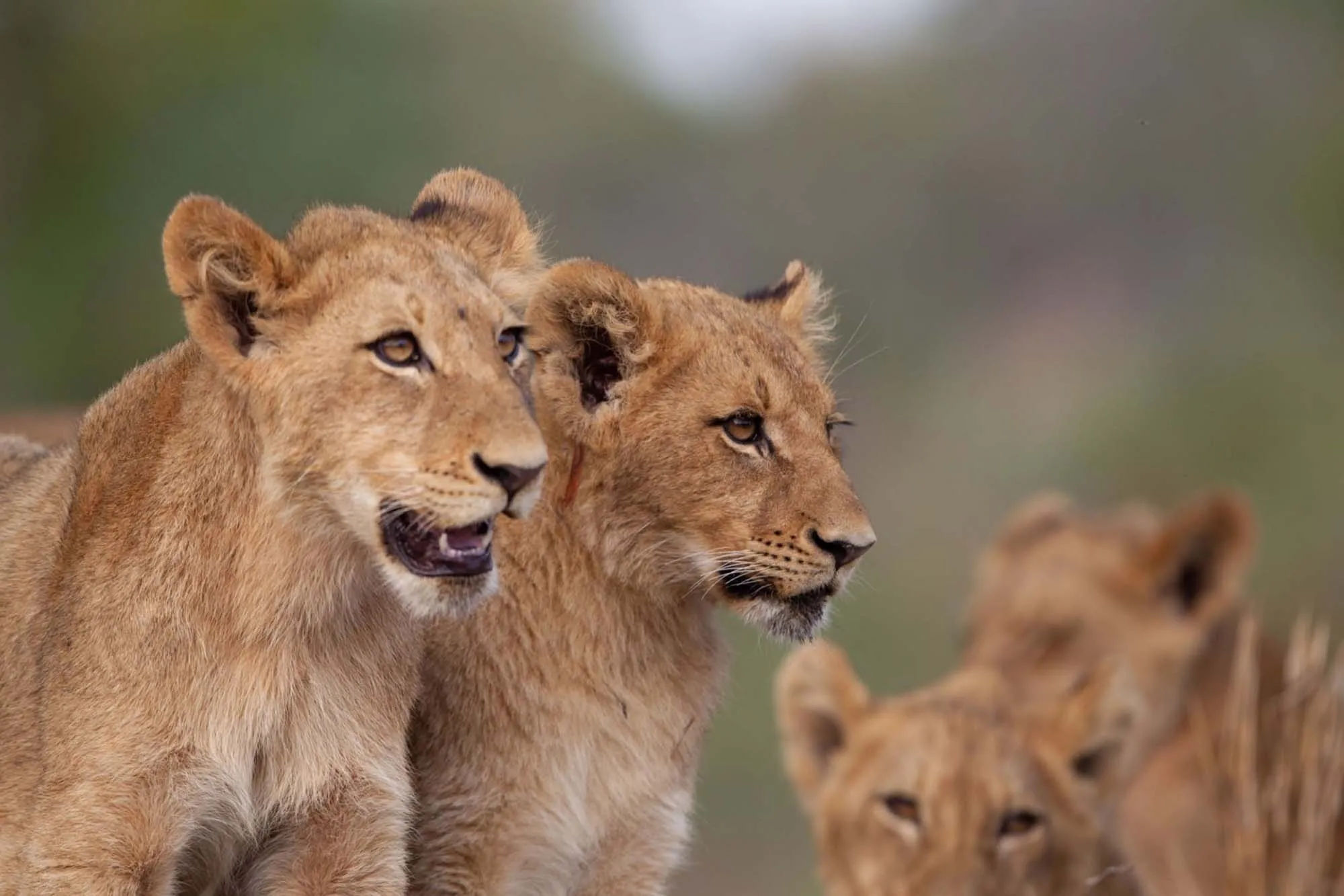 15 Days Uganda, DRC, Rwanda & Burundi Gorilla, Chimp, Wildlife and Cultural Escorted Odsessy
