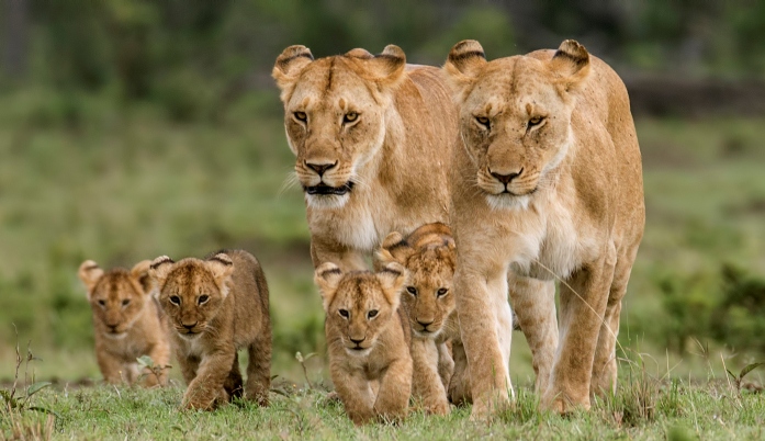 9 Days Authentic Kenya Honeymoon Safari