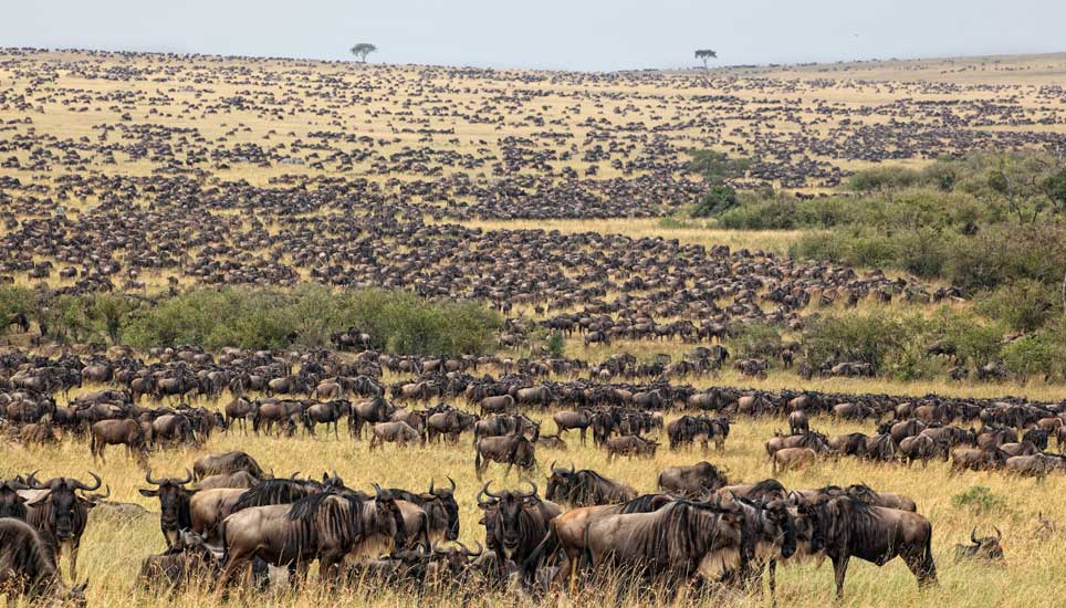 5 Days Tanzania Sky Wildlife & Cultural Journeys