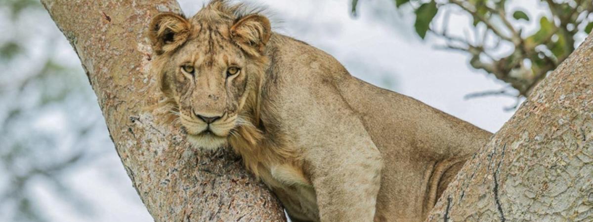 10 Days NBJ Primates Safari - Great Apes of Uganda SafariThis is one of our special Primate tours. The focus is the eco-tourism activities to encounter primates and Great Lakes of Uganda in particular this itinerary will come close to the chimpanzees of Ngamba