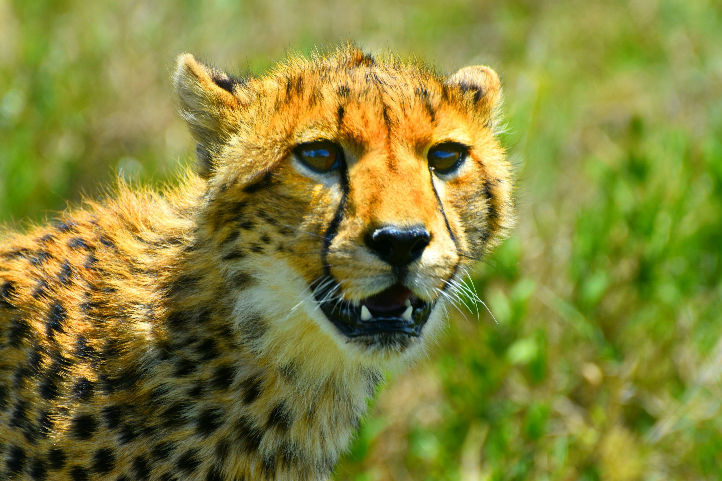 10 Days Tanzania Nyumbu Family Adventure