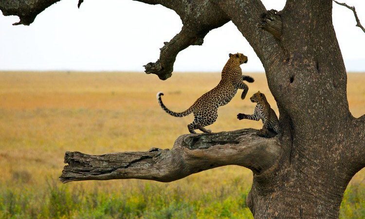 6 Days Nyumbu Signature Northern Circuit Tanzania Safari