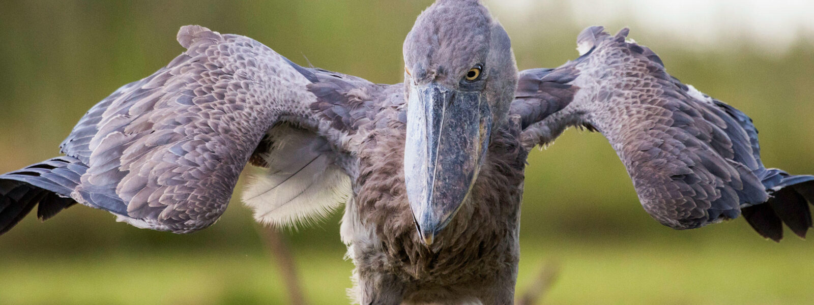 10 Days Uganda Primate and Shoebill Photo Safari