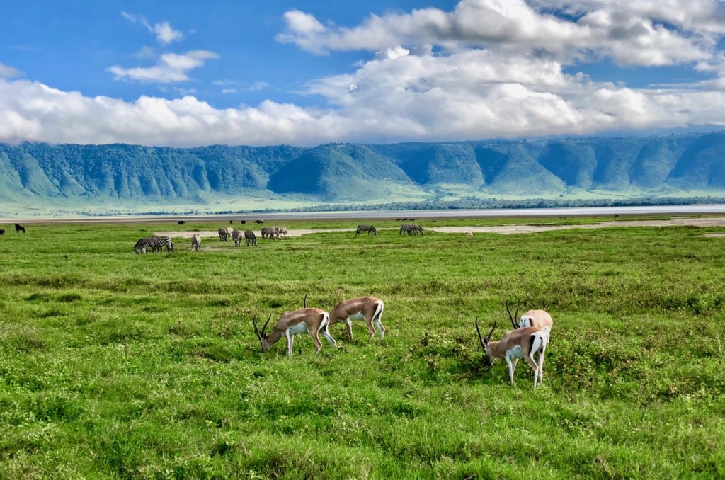 7 Days Tanzania Honeymoon with the Great Migration Safari