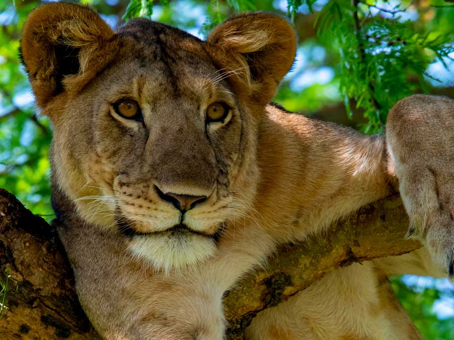 9 Days Tailor Made Uganda Realm of the Primate with Nyumbu Beyond Journeys