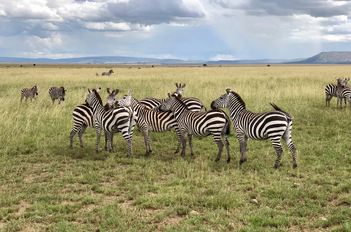 5 Days Tanzania The Endless Plains Safari