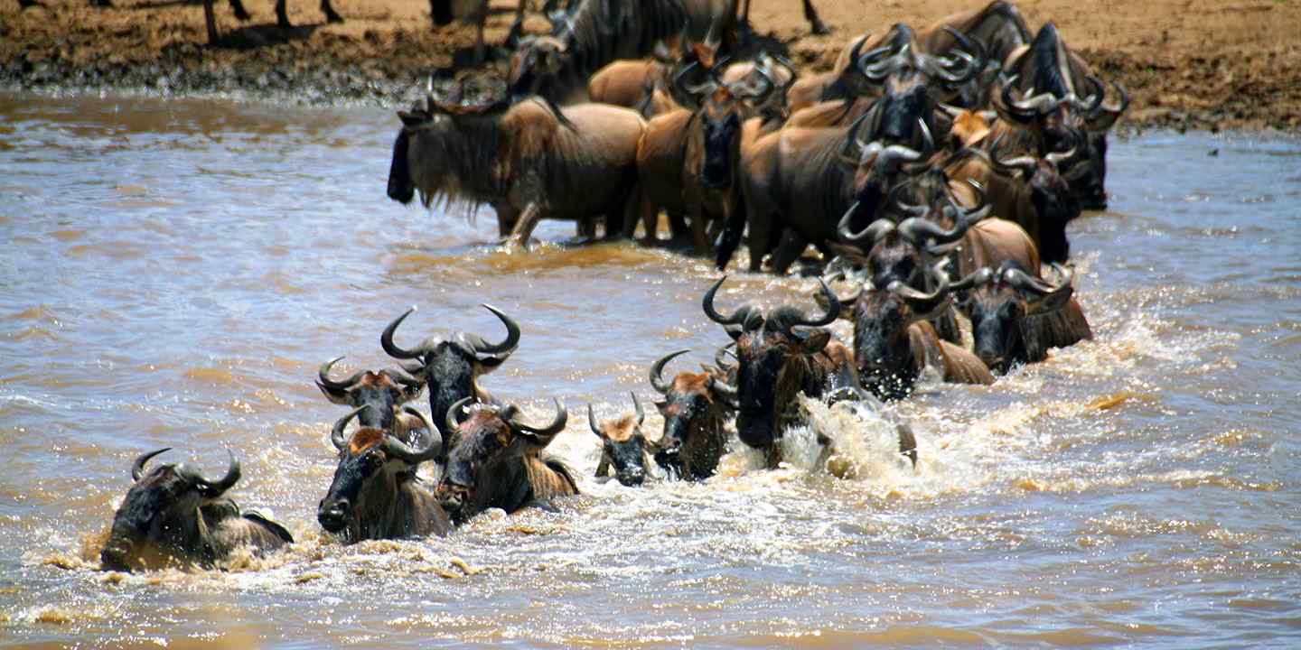 wildebeests Migration