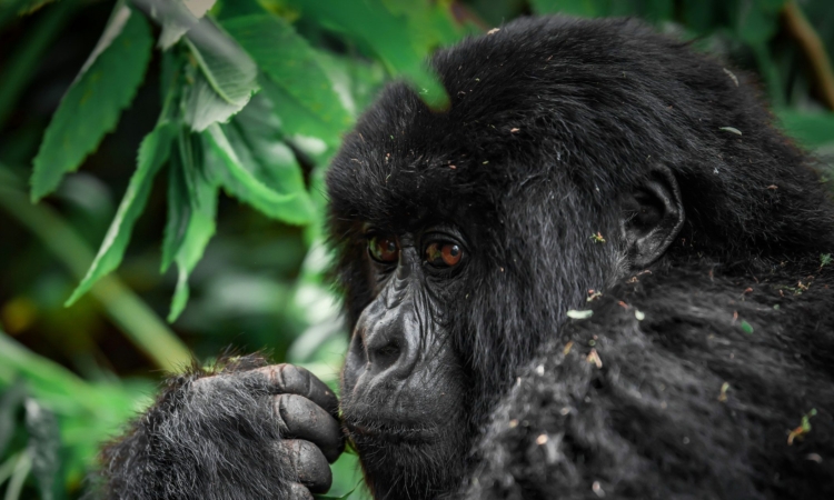 Ultimate Guide to Gorilla Trekking in Africa 2025/2026