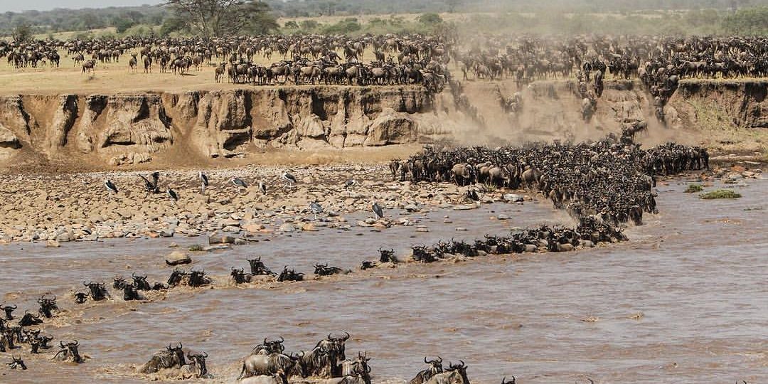 Best Spots to witness the Great Wildebeest Migration
