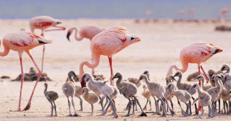 9 Days Wildlife Paradise Journey