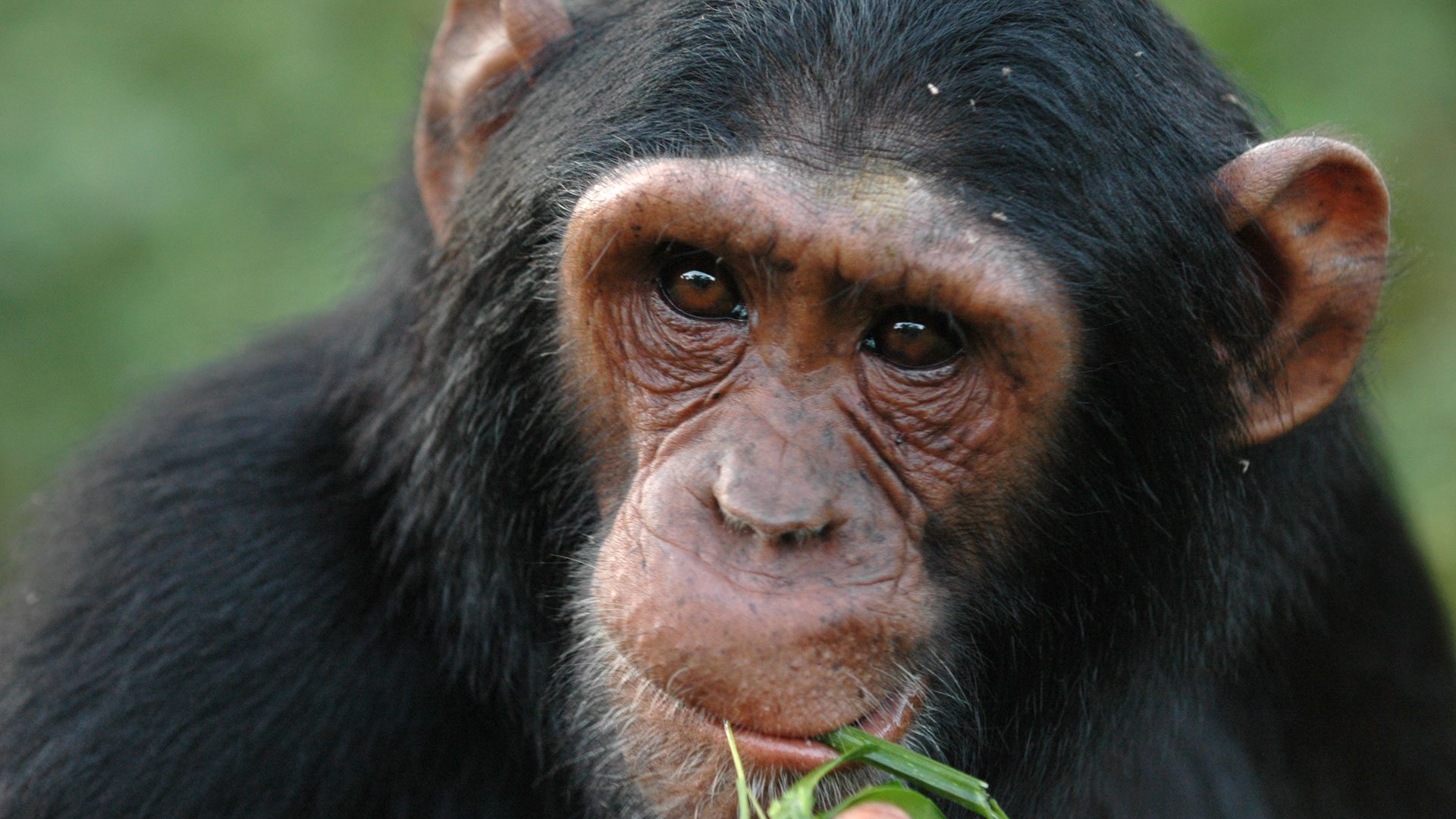 Chimpanzee Tracking in Tanzania