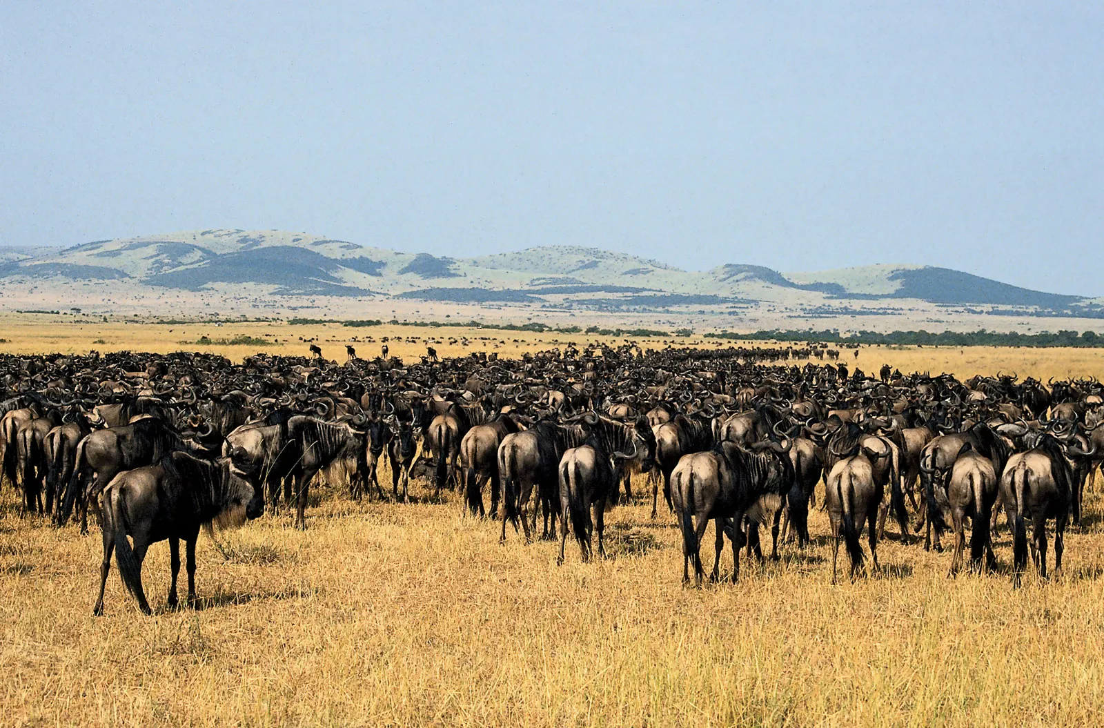 10 Days Signature Tanzania Premium Wilderness Safari