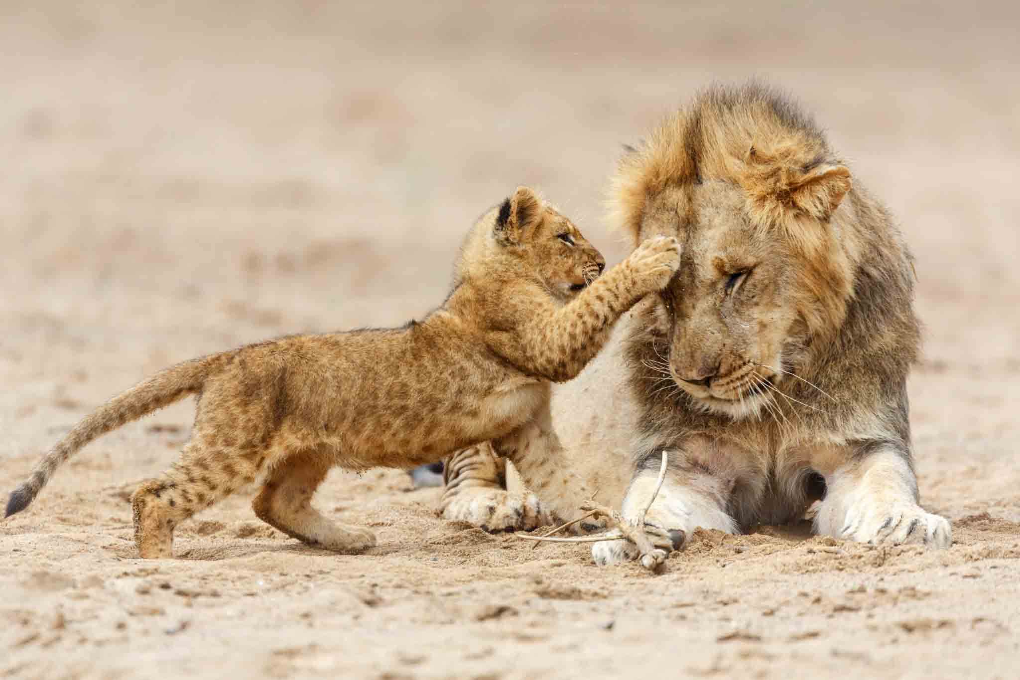 7 Days Tanzania Family Safari with Cultural Experience