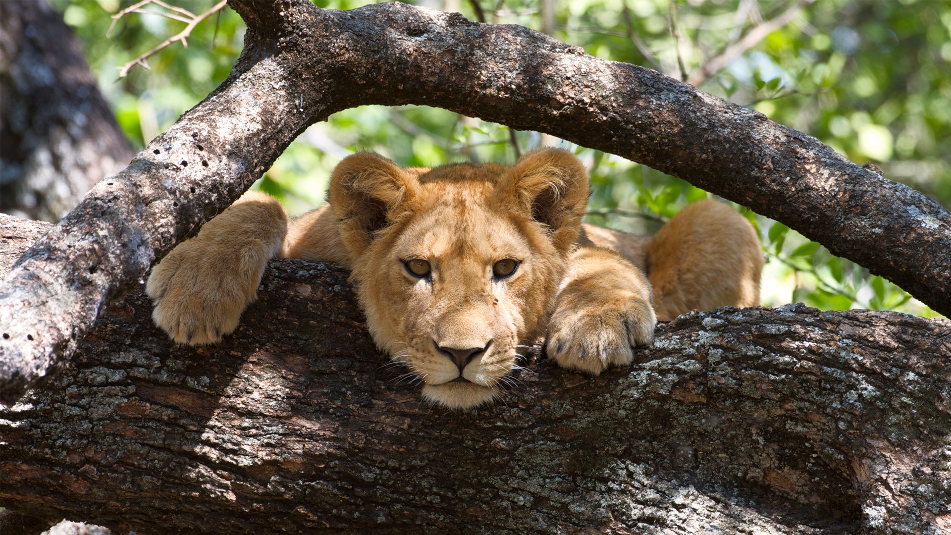 10 Days Serengeti Wildebeest Migration Adventure