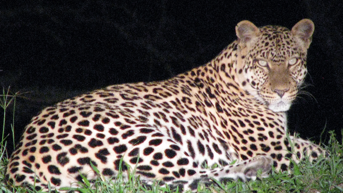 Night game drives in Lake Mburo National Park