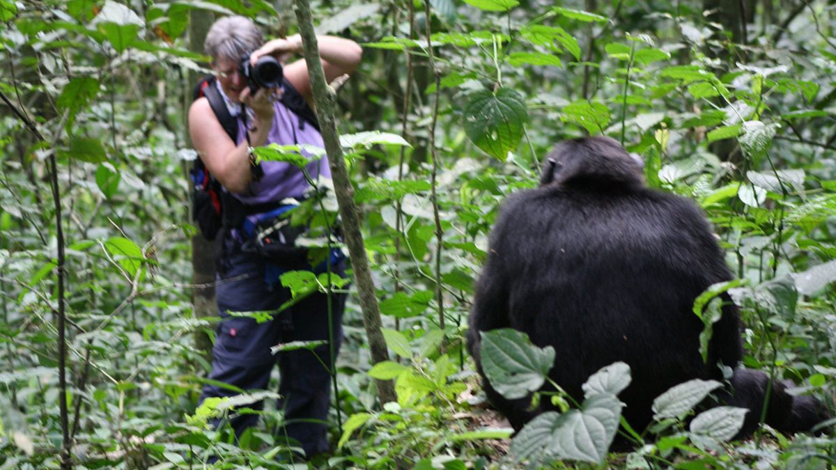 Chimpanzee Tracking in Tanzania
