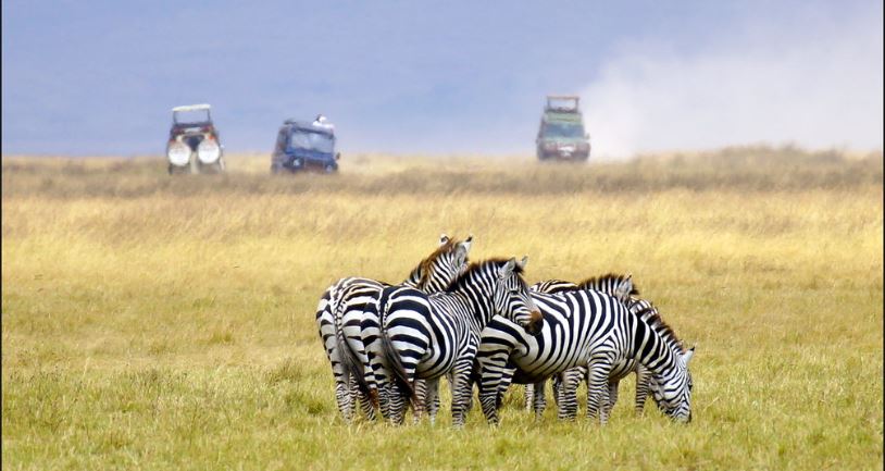 6 Days Great Migration Calving Season