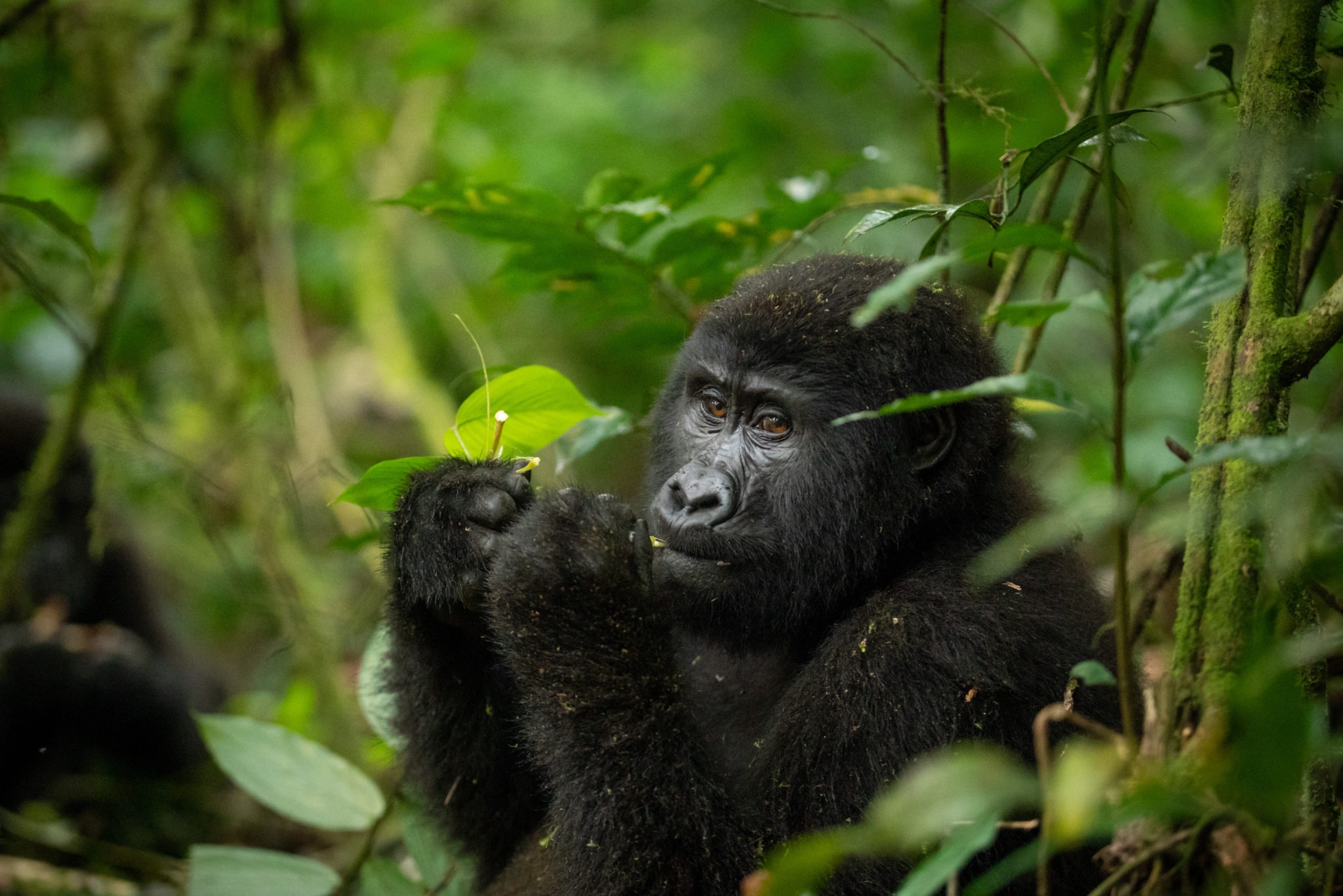 5 Days Tailor Made Uganda Bwindi Impenetrable Forest Safari