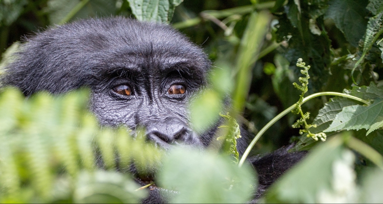 3 Days Uganda Fly-in Gorilla Trekking Safari