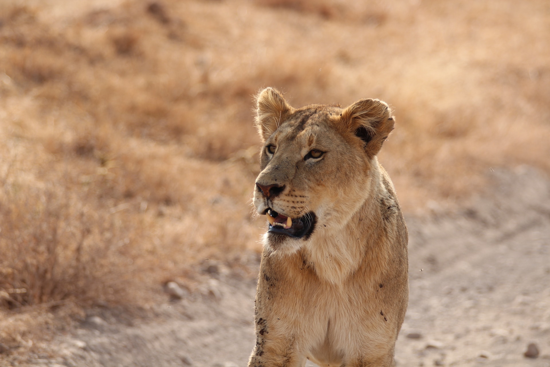 5 Days Fly in Ultimate Tanzania Wild Encounters Safari