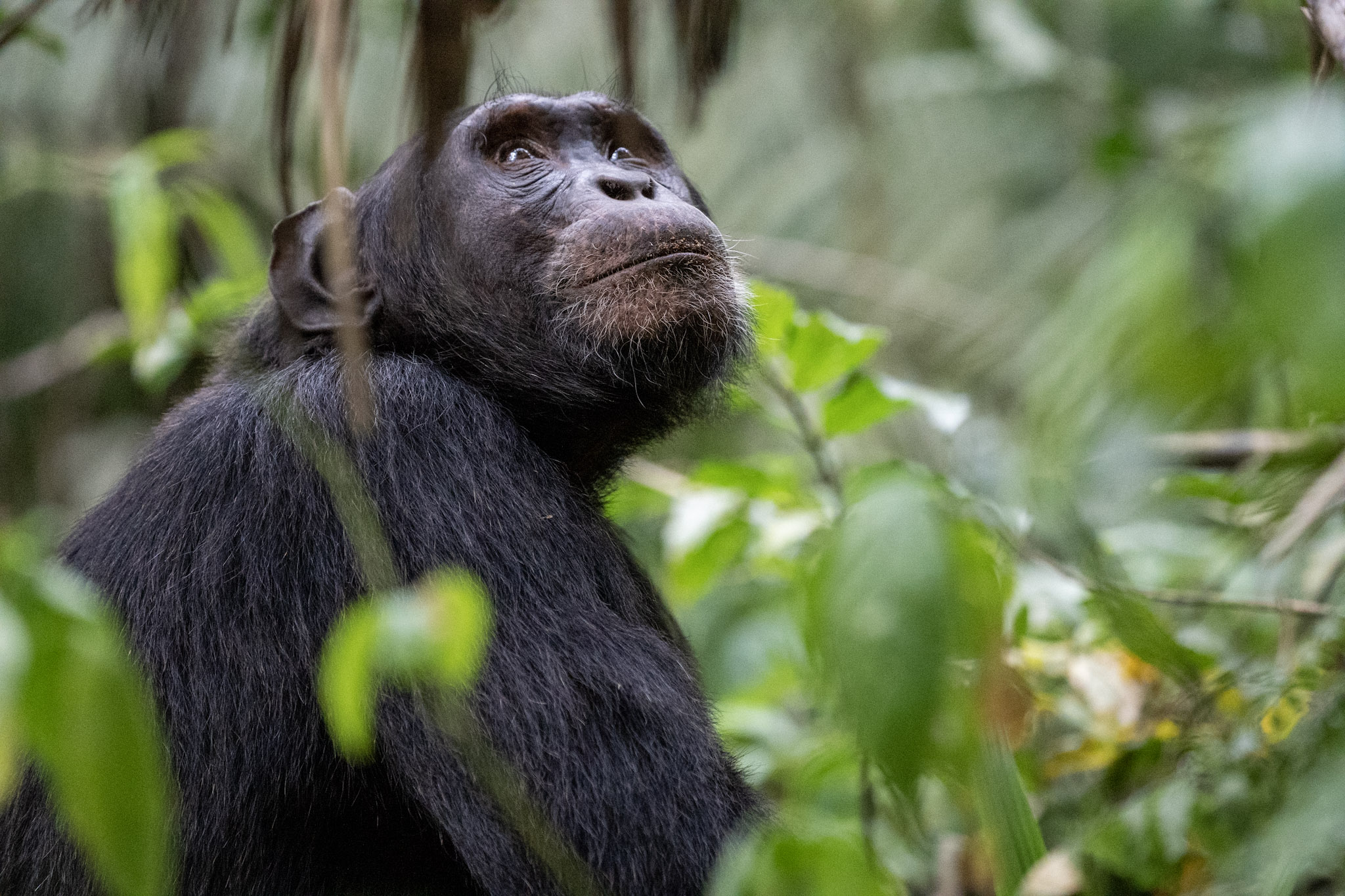 6 Days Gorilla trekking & Chimpanzee Habituation Experience Safari in Uganda