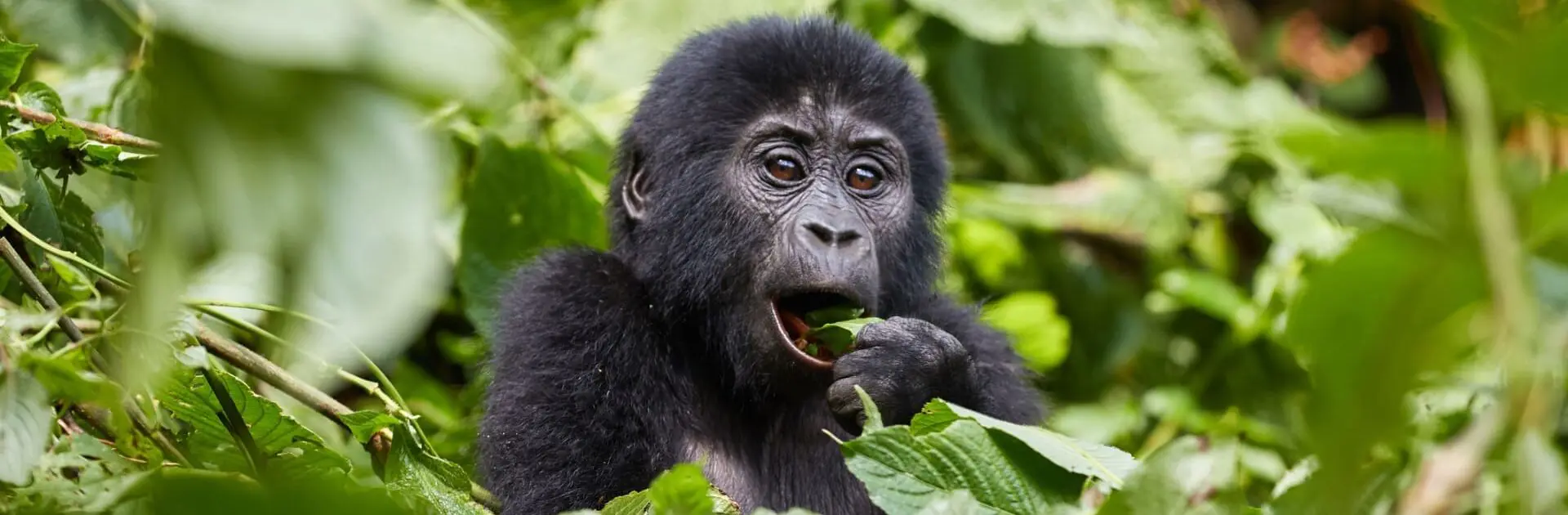 7 Days Classic Uganda Safari