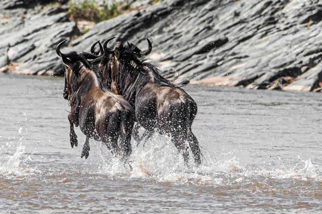 8 Days Ultimate Tanzania Luxury Wildlife Safari
