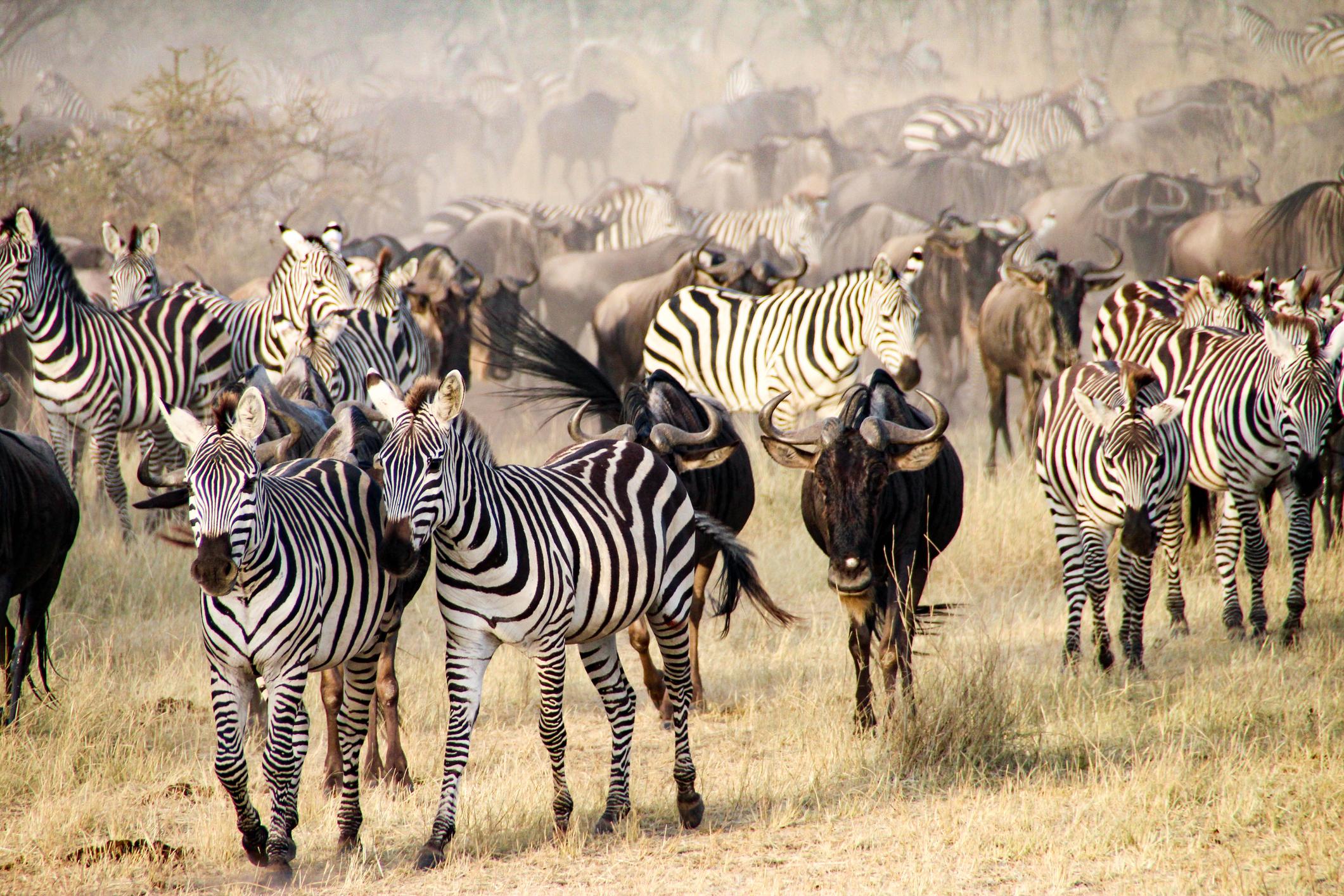 8 Days Ultimate Tanzania Luxury Fly-in Safari