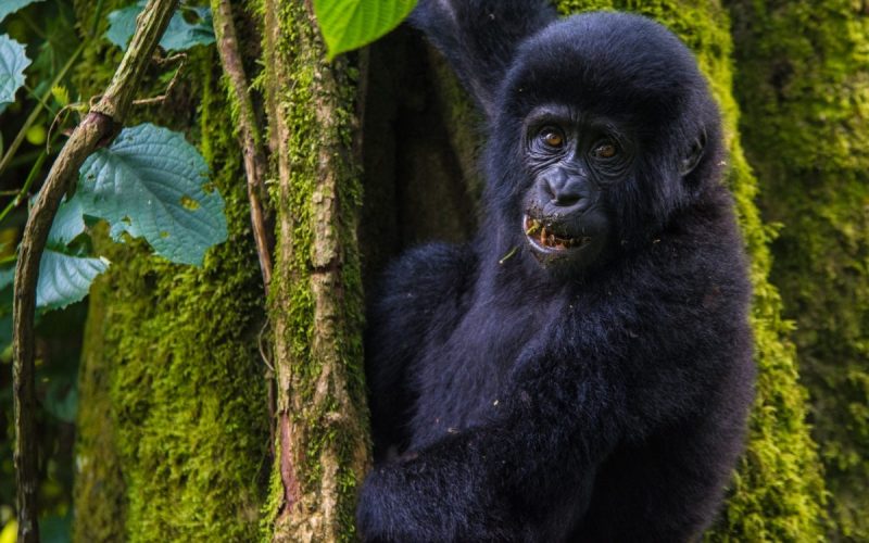 4 Days Bwindi Gorilla Habituation & Trekking Safari