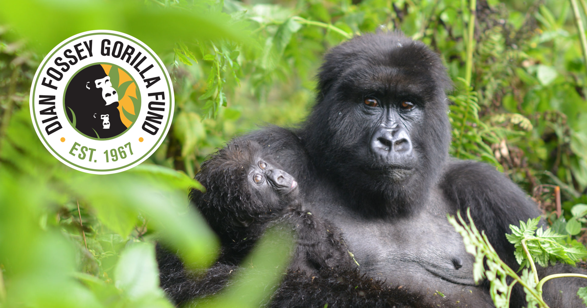 5 Days Rwandan Gorilla Luxury Journey