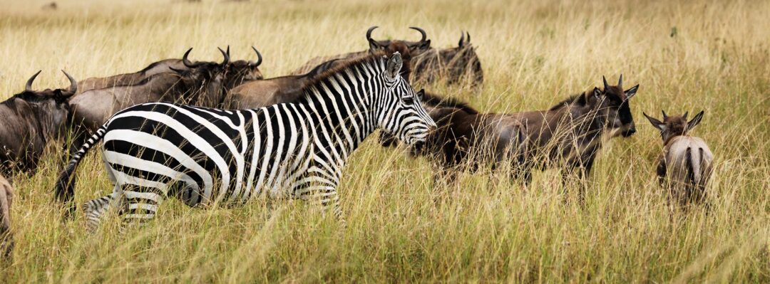 9 Days Unscripted Gorillas and Masai Mara Fly-in Safari