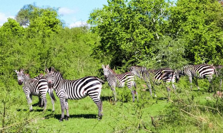 14 Days Uganda Gorilla Trekking & Big 5 Wildlife Adventure
